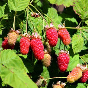 Loganberry (Rubus x Loganobaccus) 3L