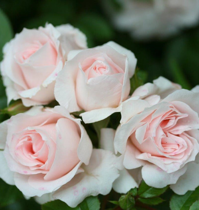 Patio Rose Lovely Bride 3L