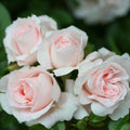 Patio Rose Lovely Bride 3L
