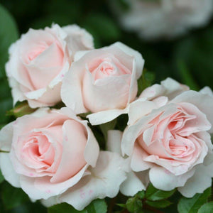 Patio Rose Lovely Bride 3L