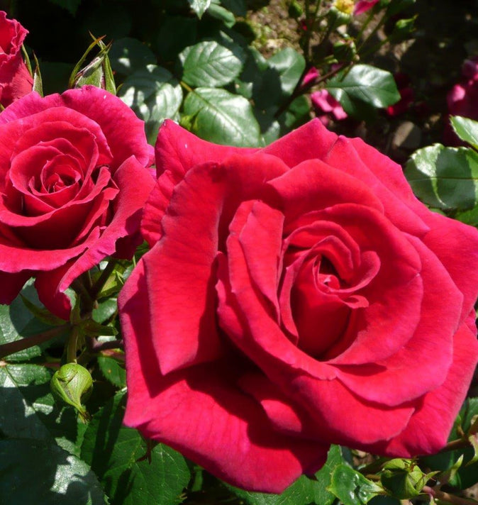 Bush Rose Lovestruck 3L