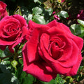 Bush Rose Lovestruck 3L
