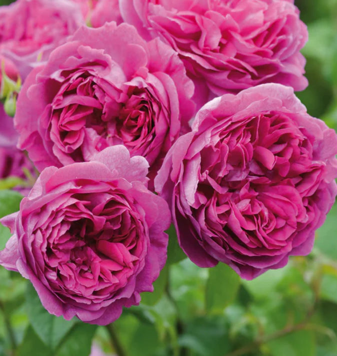 David Austin Young Lycidas Rambling Rose 6L