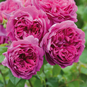 David Austin Young Lycidas Rambling Rose 6L