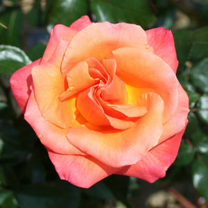 Bush Rose Mamma Mia 3L