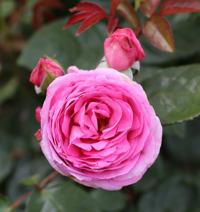 Bush Rose Mum In A Million 3L