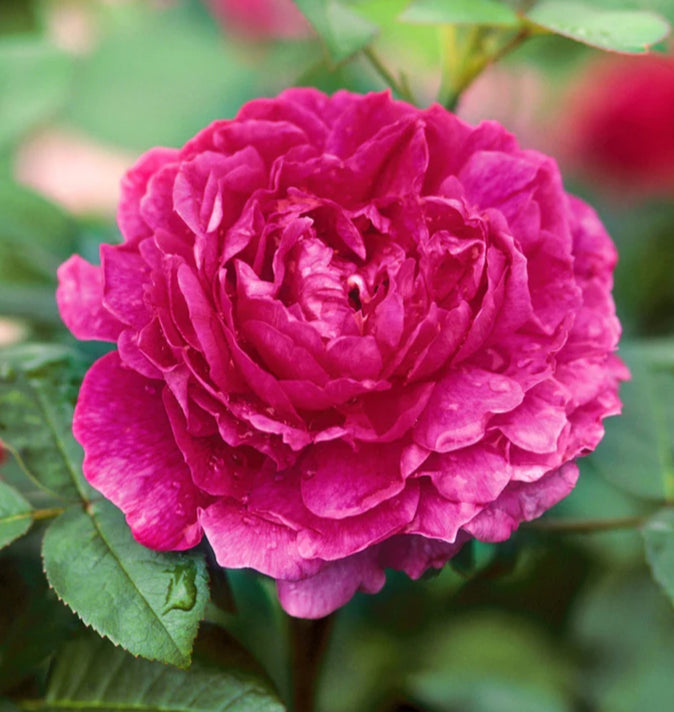 David Austin Noble Antony Rambling Rose 6L