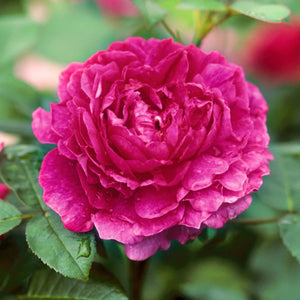 David Austin Noble Antony Rambling Rose 6L