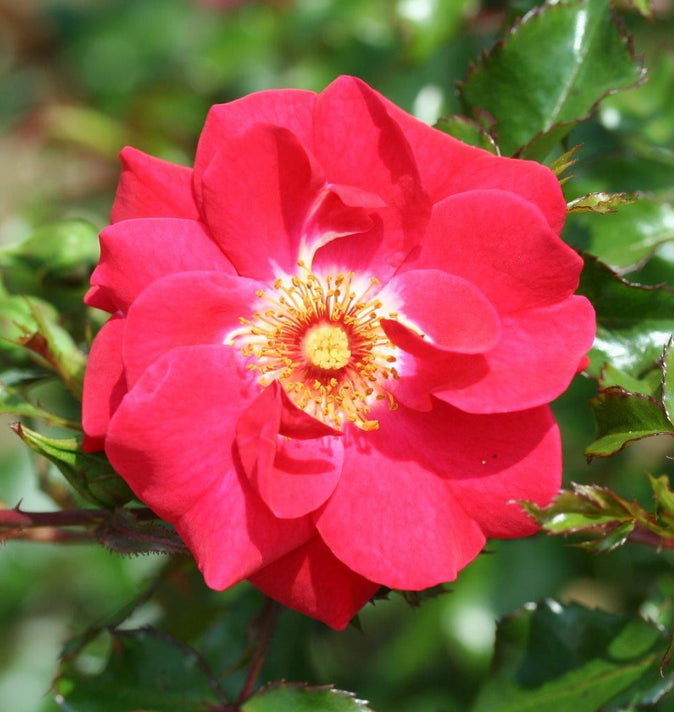 Climbing Rose Olympic Flame 4L