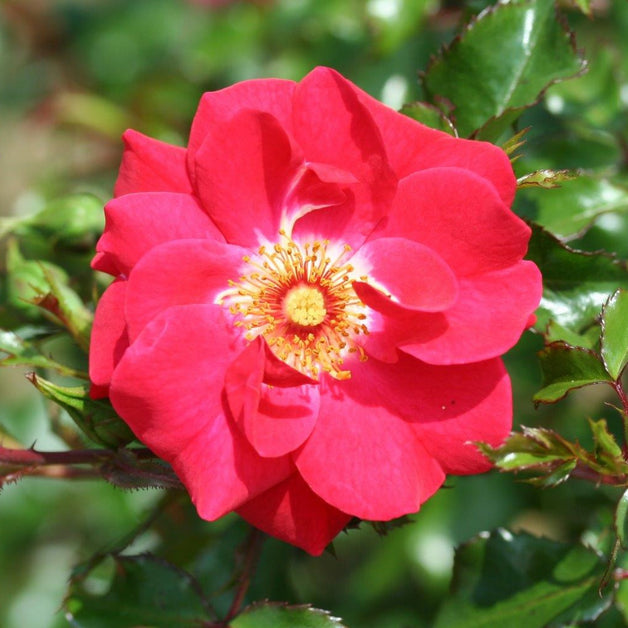 Climbing Rose Olympic Flame 4L