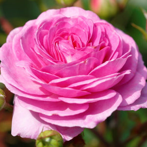 Climbing Rose Ozeana Lilac 4L