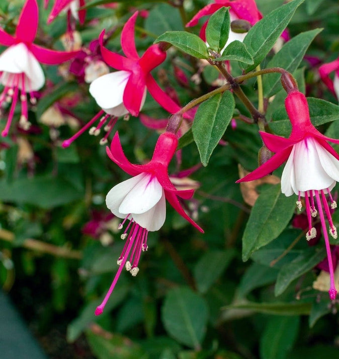 Fuchsia Alice Hoffman 3L