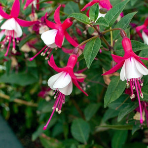 Fuchsia Alice Hoffman 3L