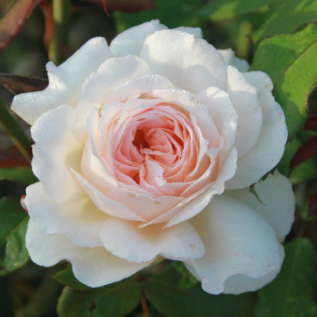 Bush Rose Pearl 3L