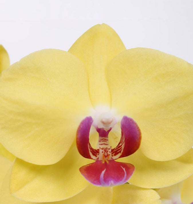 Phalaenopsis Miraflore (Moth Orchid) 12cm