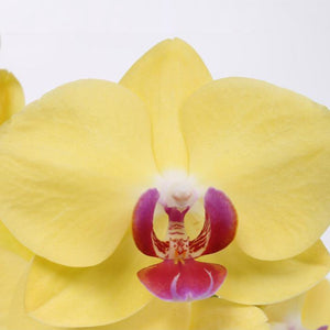 Phalaenopsis Miraflore (Moth Orchid) 12cm