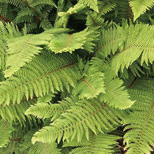 Polystichum Setiferum Herrenhausen Fern