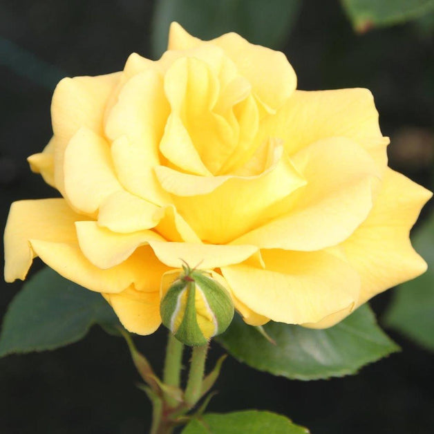 Bush Rose Precious Gold 3L