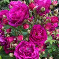 Peter Beale Patio Rambling Rose Siluetta Purple 4L