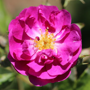 Climbing Rose Purple Skyliner 4L