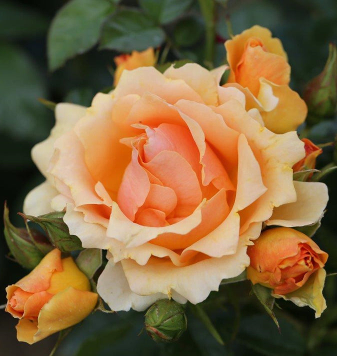 Bush Rose Queen Bee 3L