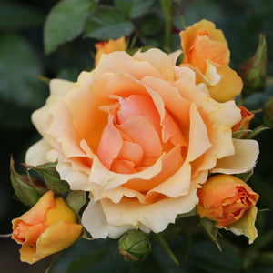 Bush Rose Queen Bee 3L