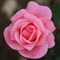 Bush Rose Queen Elizabeth 3L