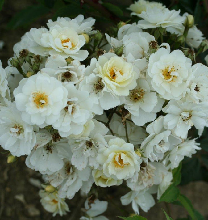 David Austin Rambling Rose Rector