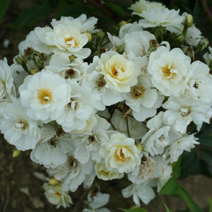 David Austin Rambling Rose Rector