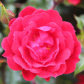 Patio Rose Raspberry Royale 3L