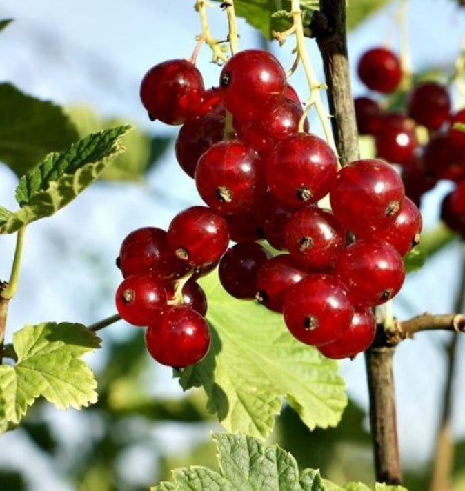 Redcurrant (Ribes Rubrum) 'Rosetta' 3L
