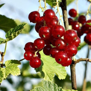 Redcurrant (Ribes Rubrum) 'Rosetta' 3L