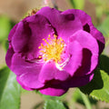 Bush Rose Rhapsody In Blue 3L