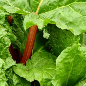 Rhubarb (Rheum Rhabarbarum) 'Timperley Early' 3L