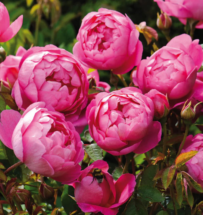 David Austin Royal Jubilee Rambling Rose 6L