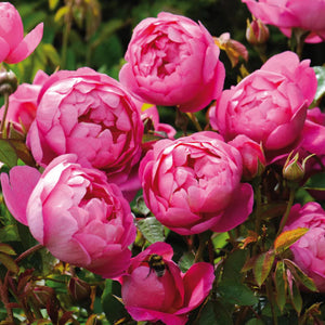 David Austin Royal Jubilee Rambling Rose 6L