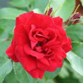 Bush Rose Ruby Anniversary 3L