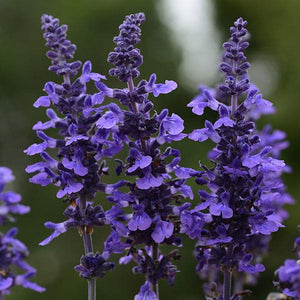 Salvia Mystic Spires 2L