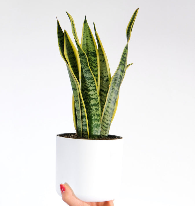 Sansevieria Laurentii (Snake Plant) 14 Cm