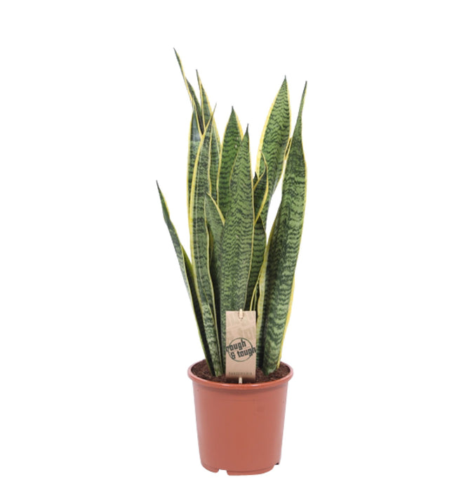 Sansevieria Laurentii (Snake Plant) 14 Cm