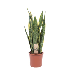 Sansevieria Laurentii (Snake Plant) 14 Cm