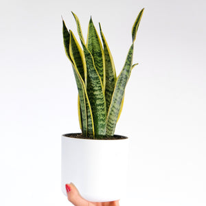 Sansevieria Laurentii (Snake Plant) 14 Cm