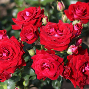 Patio Rose Scarlet Patio 3L