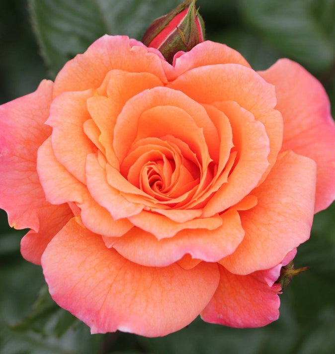 Climbing Rose Scent From Heaven 4L