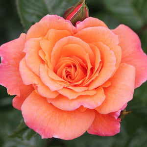 Climbing Rose Scent From Heaven 4L