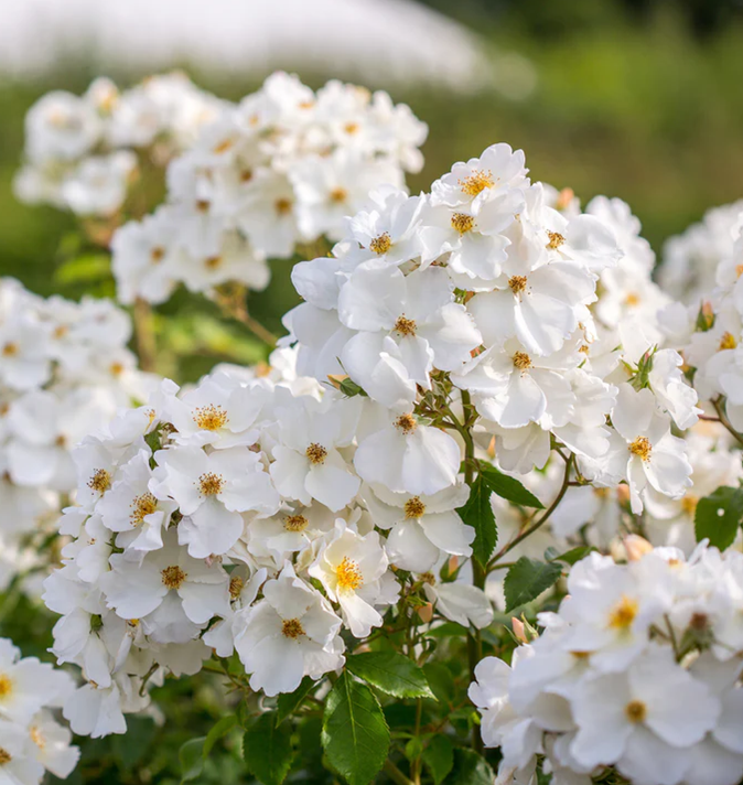 David Austin Kew Gardens Rambling Rose 6L