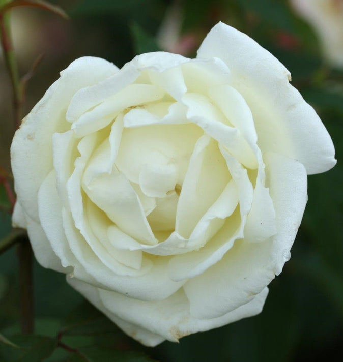 Bush Rose Silver Anniversary 3L