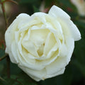 Bush Rose Silver Anniversary 3L