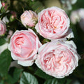 Patio Rose Silver Wishes 3L