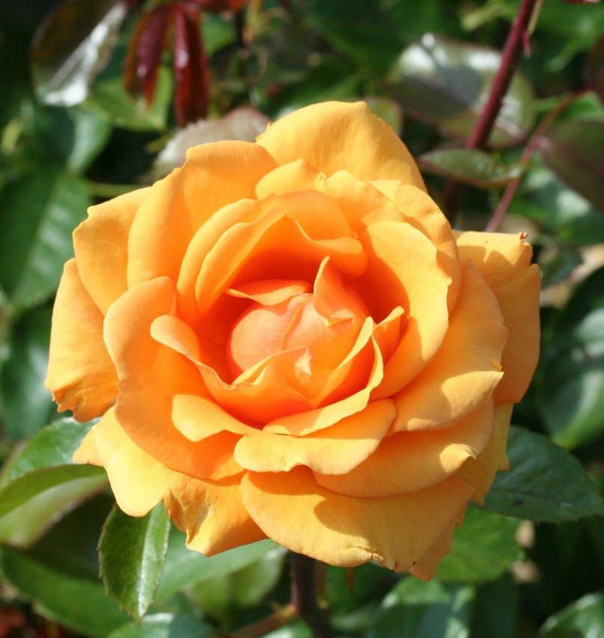 Bush Rose Simply The Best 3L